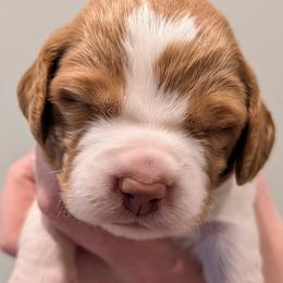 Beretta - Orange and white male Brittany puppy in Hollidaysburg, Pennsylvania from Royal Flush Farms