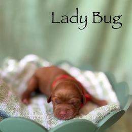 Lady Bug - Red and white female Cockapoo puppy in Alexandria, Alabama from Bright and Beautiful Cockapoos and Doodles