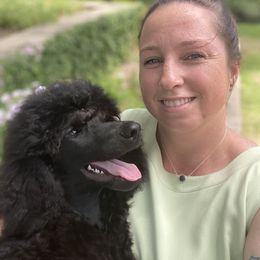 Poodle and Silken Windhound Puppies from Valora Poodles