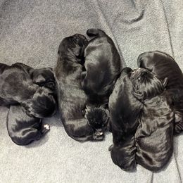 Cane Corso Puppies from Knepper Cane Corsos