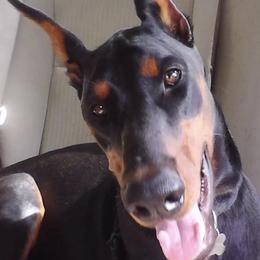 Doberman Pinschers from SuperDobermans