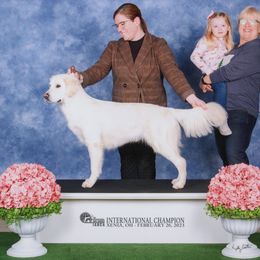 Winnie - Golden Retriever