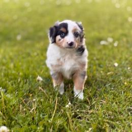 Priscilla - Blue merle female Miniature Australian Shepherd puppy in Athol, Idaho from Northern Aussies