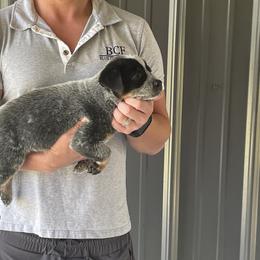Eve - Male 3 - Blue male Australian Cattle Dog puppy in Jefferson, South Carolina from Blue Creek Farms