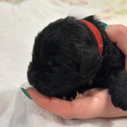 Boy 3 - Black male Newfoundland puppy in Nacogdoches, Texas from Pete’s Newfies