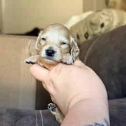 Sully - Cream male Dachshund puppy in Hornbeck, Louisiana from A&Z Mini Dachshunds