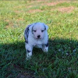 Wolfsbane - Blue merle male Border Collie puppy in Opelousas, Louisiana from Zahara Border Collies