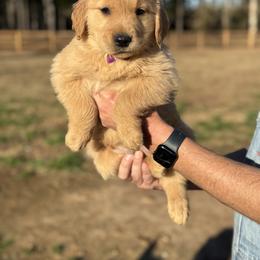 Purple Girl - Golden female Golden Retriever puppy in Albany, Georgia from Sassafras Goldens