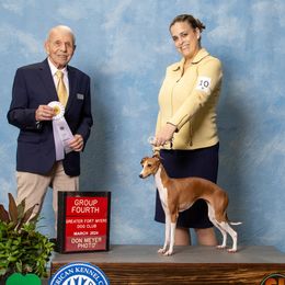 Peach - Italian Greyhound