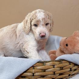 Sky - Parti male Goldendoodle puppy in Idaho Falls, Idaho from High Quality Goldendoodles