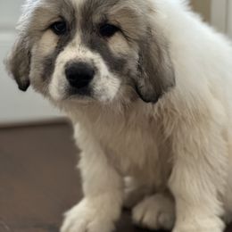 Dachshund and Great Pyrenees Puppies from Mulberry Meadow Farms