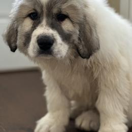 Dachshund and Great Pyrenees Puppies from Mulberry Meadow Farms