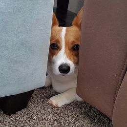 Pembroke Welsh Corgi All Grown Up from Brian Cayton