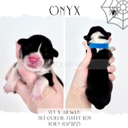 Onyx - Black and tan male Pembroke Welsh Corgi puppy in Santaquin, Utah from Blacktail Mountain Corgis