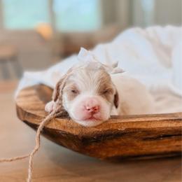 Elsie - Cream female Goldendoodle puppy in Iola, Texas from Supreme Doodles of Texas