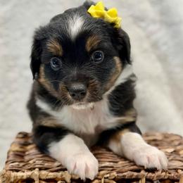 Yellow collar - Black tri-color female Aussiedoodle puppy in 32046, Florida from River Hill Ranch