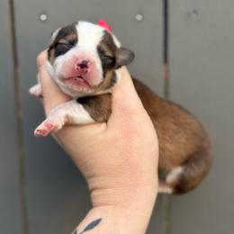 Caesar - Sable male Pembroke Welsh Corgi puppy in East Oakdale, California from Rhettro Kennels