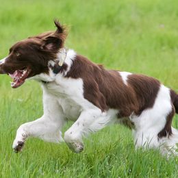 Drentsche Patrijshond All Grown Up from California Drents