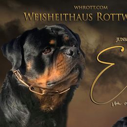 Rottweilers from WeisheitHaus Rottweilers