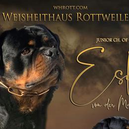 Rottweilers from WeisheitHaus Rottweilers