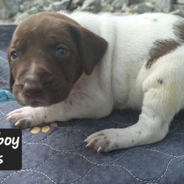 Black boy - Liver and white male German Shorthaired Pointer puppy in Dahlonega, Georgia from Pointer Mountain Bird Dogs