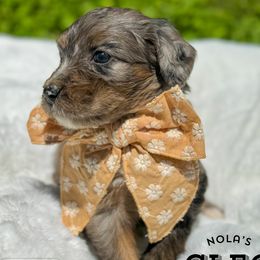 Aussiedoodles from Magnolia Grove Farms