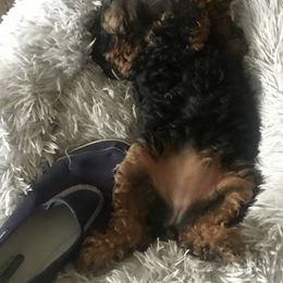 Poodle Puppies from Lucky Dog Poodles