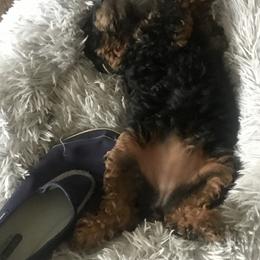 Poodle Puppies from Lucky Dog Poodles