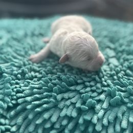 Girl 3 - Cream female Double Doodle puppy in Junction, Utah from Sugar Doodles