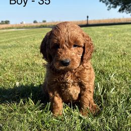 Boy 5 - Red  male Goldendoodle puppy in West Point, Iowa from Circle A Mini Goldendoodles and Mini Bernedoodles