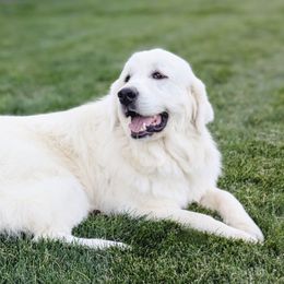 Everest - Great Pyrenees