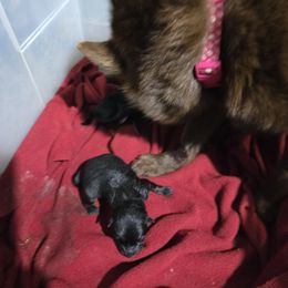 Black Boy - Black Schipperke puppy in Alcester, South Dakota from Fischer Kennels