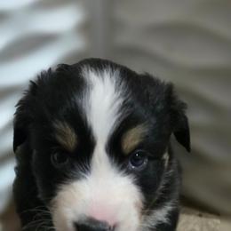 Aphrodite - Black tri-color female Australian Shepherd puppy in Smithfield, Utah from Invictus Farms