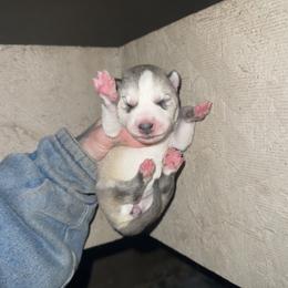 Girl 2 - Gray and white female Siberian Husky puppy in Iron River, Wisconsin from Wiemeri Siberians