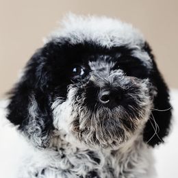 Bernedoodles and Goldendoodles from Brewing Doodles