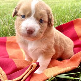 Lava - Red male Nova Scotia Duck Tolling Retriever puppy in Topeka, Kansas from Juniper Tollers