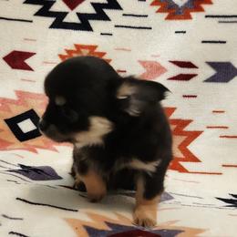 Dina - Black and tan female Chihuahua puppy in Chesapeake, Virginia from Elsbeth's Chihuahuas