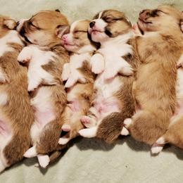 Pembroke Welsh Corgi Puppies from Whimsical Treasure Corgis