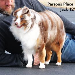Jack - Toy Australian Shepherd