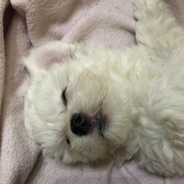 Maltipoos from Debra Stacey's Maltipoo Puppies