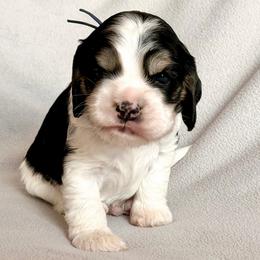 Apollo - Black white and tan male Cocker Spaniel puppy in Lily, Wisconsin from Sylvan Acres Spaniels