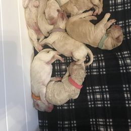 Goldendoodle, Schnoodle, and Sheepadoodle Puppies from Dood Ranch