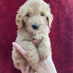 Dark Blue Collar - Golden Double Doodle puppy in Smiths Creek, Michigan from Dailer’s Doodles