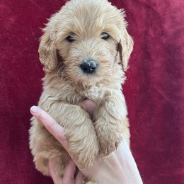 Dark Blue Collar - Golden Double Doodle puppy in Smiths Creek, Michigan from Dailer’s Doodles