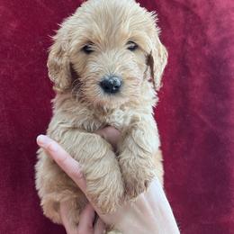 Dark Blue Collar - Golden Double Doodle puppy in Smiths Creek, Michigan from Dailer’s Doodles