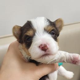 Yorkshire Terrier Puppies from My precious yorkies