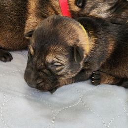 3rd Pick Position- Female - Sable female German Shepherd puppy in Harwood, Maryland from Reddington Shepherds