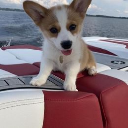 Pembroke Welsh Corgi Puppies from Pembroke Welsh Corgis at Belle Haven