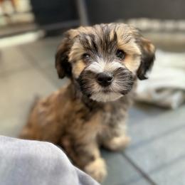 Agate - Gold sable male Havana Silk Dog puppy in Marlboro, Vermont from Maplewood Silks
