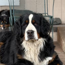 Yona - Bernese Mountain Dog